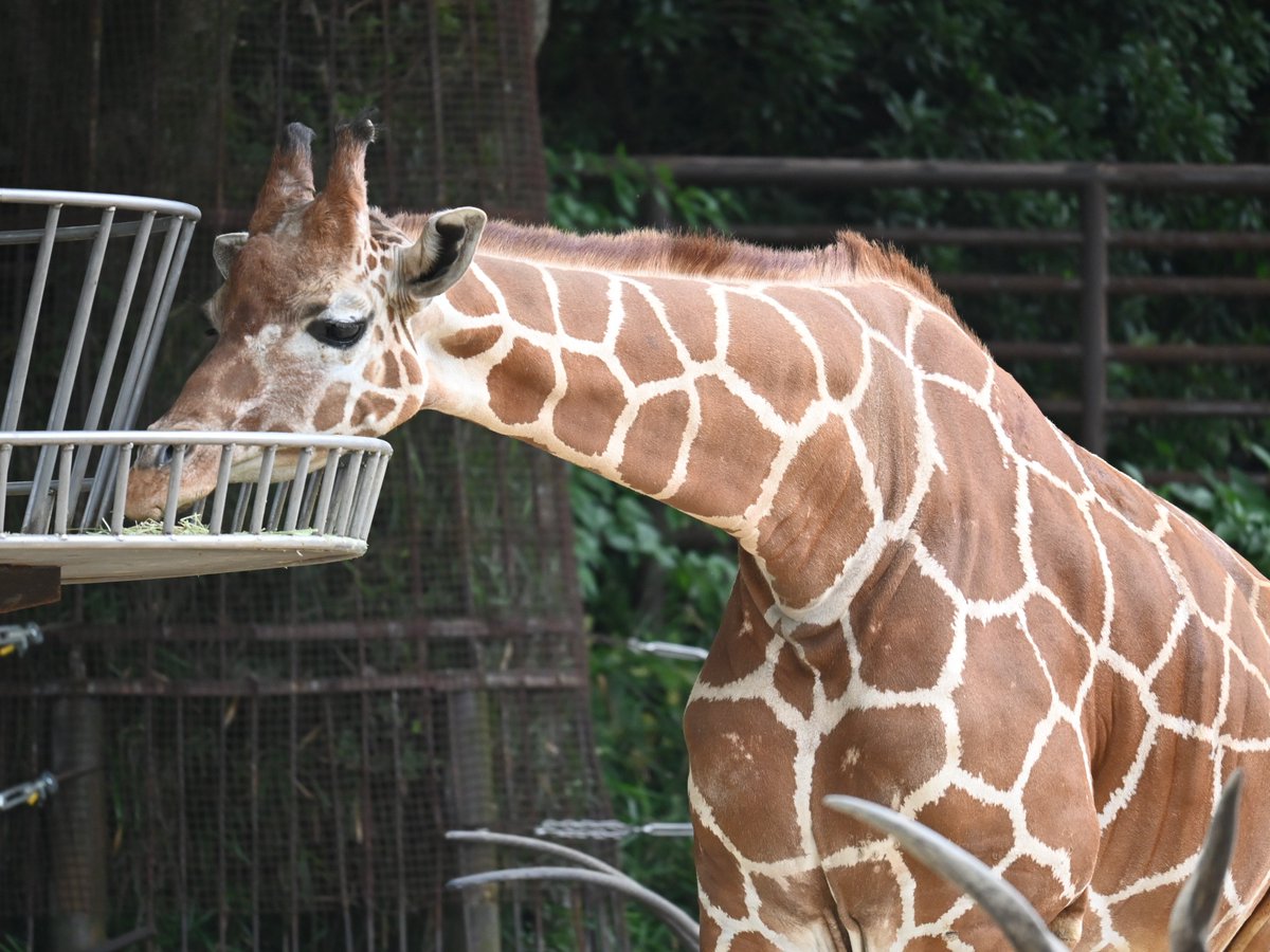 tobezooofficial's tweet photo. 6月20日(土)に #世界キリンの日(#WorldGiraffeDay)イベントを行います✨
時間は13時30分から14時30分までです🦒
普段は入れないサブパドックや寝室を開放し、キリンの標本ガイド等を行います🌿
皆様ぜひお越しください❣️
#とべ動物園
詳細はこちら⬇️
https://t.co/mwHOT3RNE0 https://t.co/aOYpvfkiPm