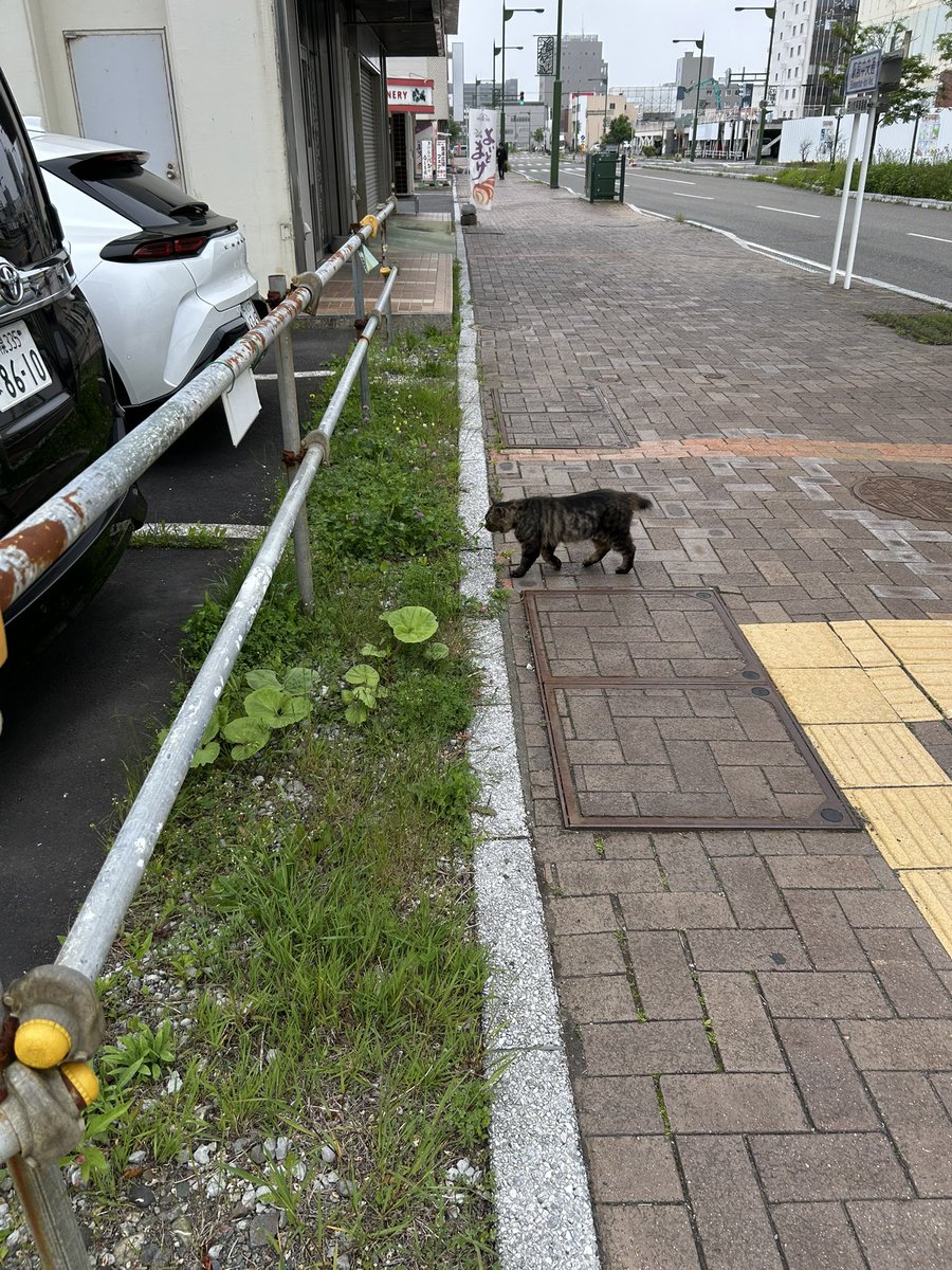 sawar5810's tweet photo. パトロールお疲れ様です🐈 https://t.co/7efi0xXyX8