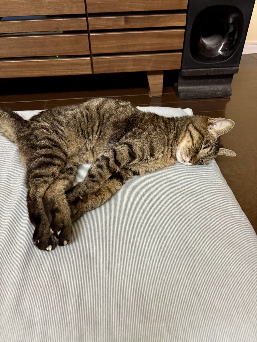 carl_e9's tweet photo. 姉邸のネコのとらくんは18歳。
最近はほとんどリビングのソファで横になってるらしいけど姉が夜ベッドに入るとヨロヨロしながら枕元に来て寝るらしい。
健気で律儀なヤツだ🐱
たまにしか会えないけど長生きしろよ、とらくん🐈 https://t.co/gF3F1kgtv9