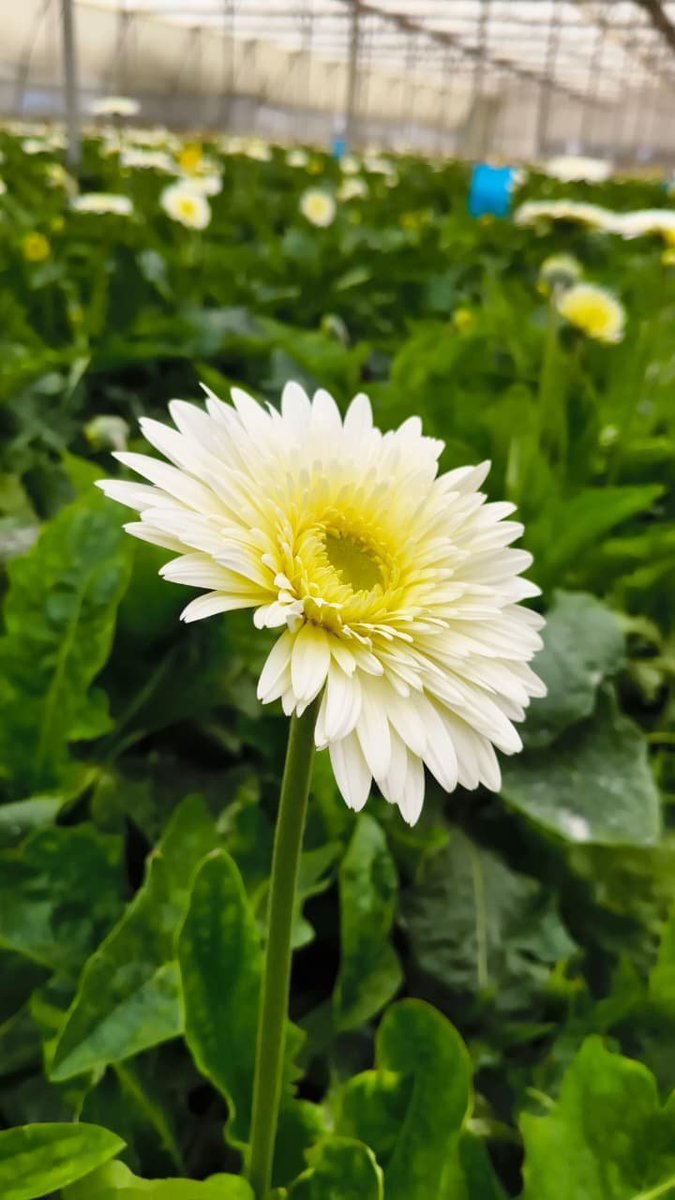 jillamanju7's tweet photo. #FARMVISIT 
#POLYHOUSEFARMING 
#BLOSSOMBYBLOSSOM https://t.co/KHAwwiXeTm