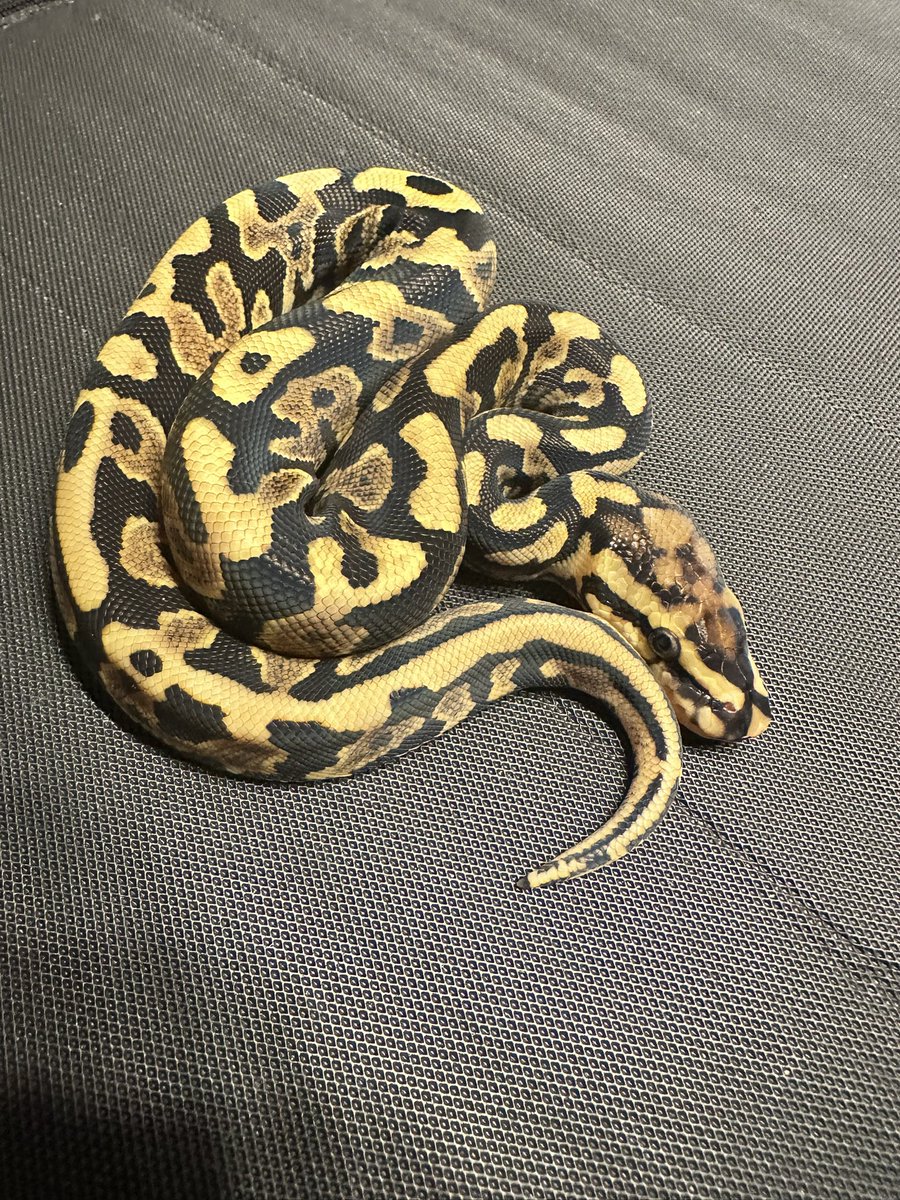 represt_line's tweet photo. 【ボールパイソン販売】
①Spotnose het Clown ♂
2026.6.7    57㌘  自家CB

1,5000円(税込)

先日FS完了し本日より餌付け開始です！
お渡しは餌付け後からになりますので、ご安心して成長をお楽しみ下さい😉

 #ボールパイソン https://t.co/5PuOcdqAgO