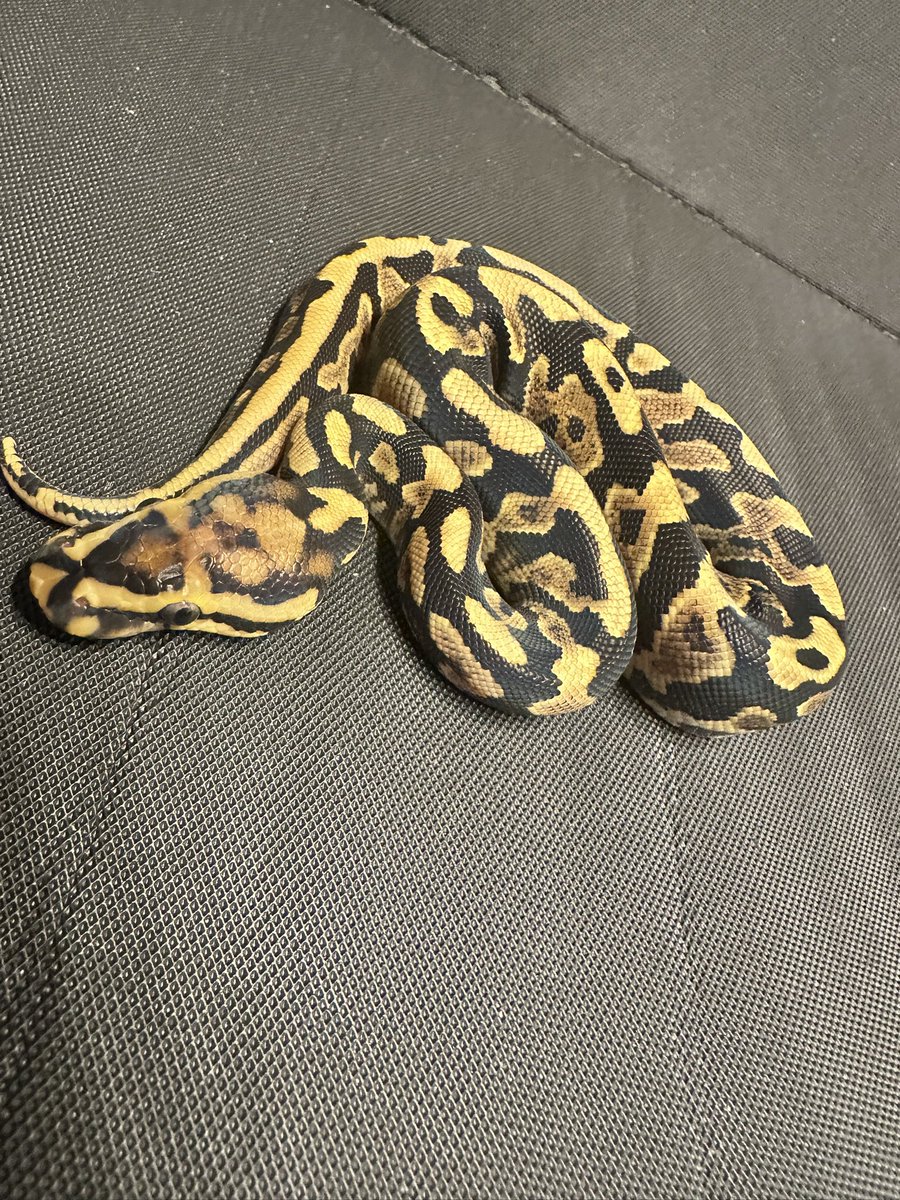 represt_line's tweet photo. 【ボールパイソン販売】
①Spotnose het Clown ♂
2026.6.7    57㌘  自家CB

1,5000円(税込)

先日FS完了し本日より餌付け開始です！
お渡しは餌付け後からになりますので、ご安心して成長をお楽しみ下さい😉

 #ボールパイソン https://t.co/5PuOcdqAgO