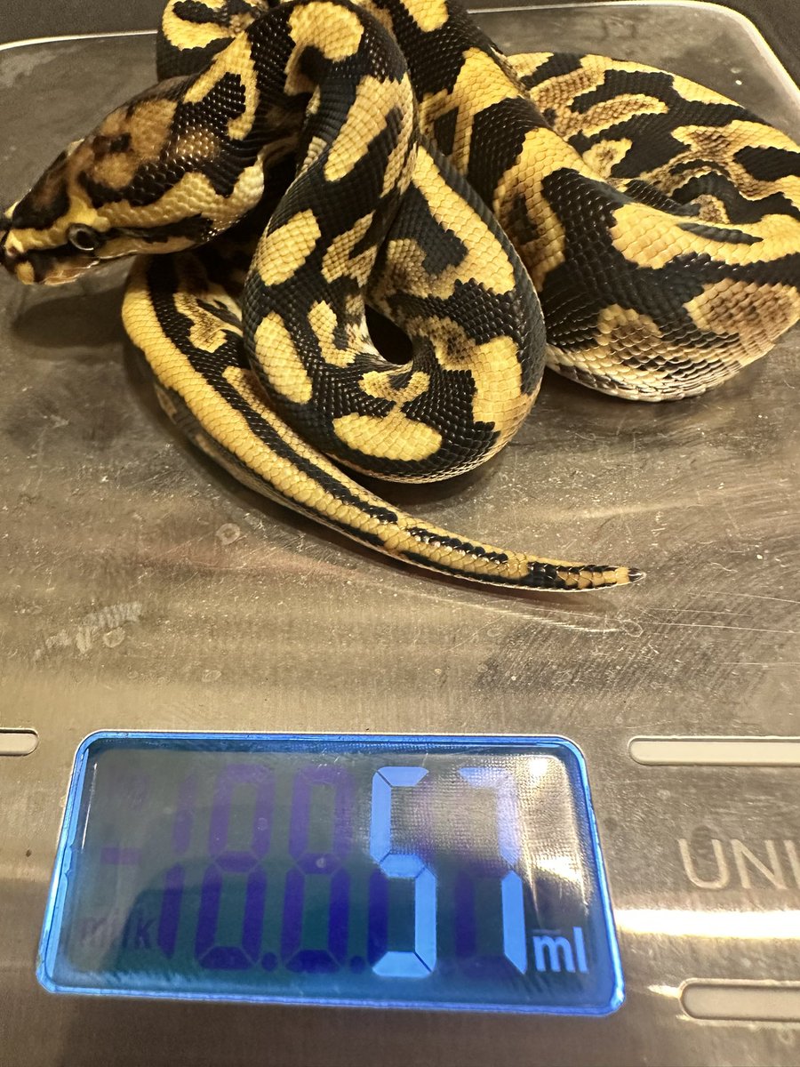 represt_line's tweet photo. 【ボールパイソン販売】
①Spotnose het Clown ♂
2026.6.7    57㌘  自家CB

1,5000円(税込)

先日FS完了し本日より餌付け開始です！
お渡しは餌付け後からになりますので、ご安心して成長をお楽しみ下さい😉

 #ボールパイソン https://t.co/5PuOcdqAgO