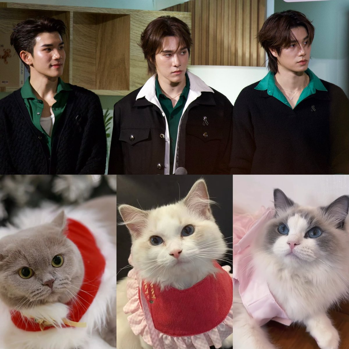 ppapizz's tweet photo. แล้วเลือกเลี้ยงแมวยังไงให้เหมือนตัวเอง 🐈 https://t.co/0k7RV3ydrR