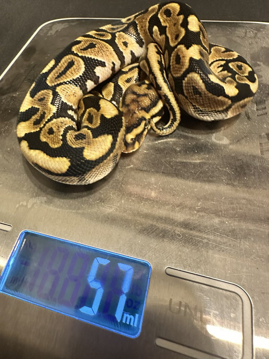 represt_line's tweet photo. 【ボールパイソン販売】
②Spotnose het Clown ♂
2026.6.7    57㌘  自家CB

1,5000円(税込)

先日FS完了し本日より餌付け開始です！
お渡しは餌付け後からになりますので、ご安心して成長をお楽しみ下さい😉

 #ボールパイソン https://t.co/JSKZELmQB7