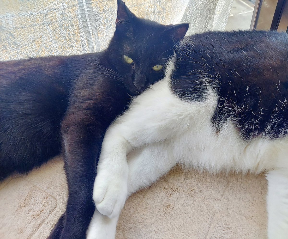 Non_Komachi's tweet photo. 黒猫さん🐈‍⬛
家族になって半年が経ちました。
先住猫さんがよく面倒を見てくれたおかげです🐱 まだ1才未満らしいので、これからもっとヤンチャになるでしょう😅 https://t.co/HiDecU0LFi