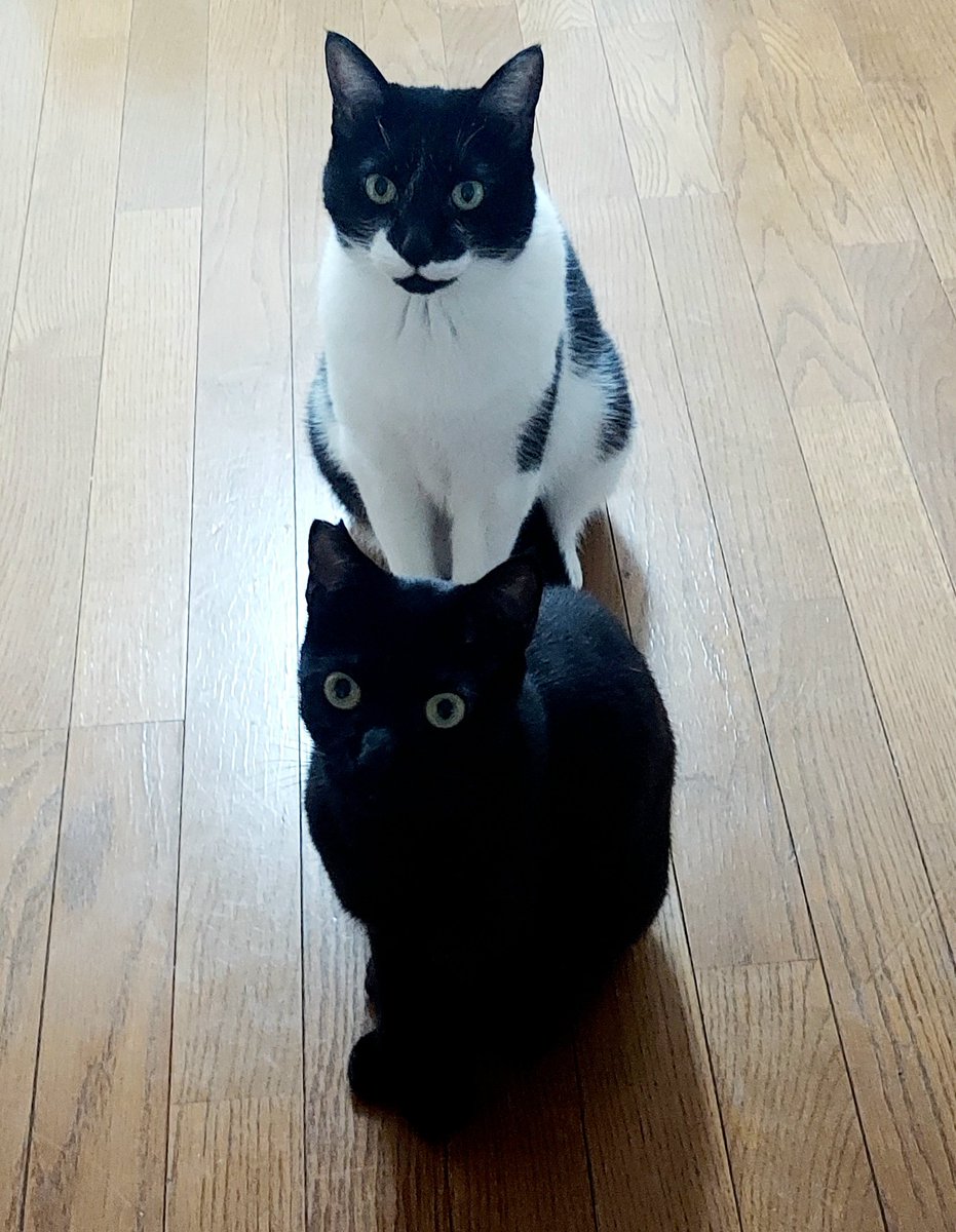 Non_Komachi's tweet photo. 黒猫さん🐈‍⬛
家族になって半年が経ちました。
先住猫さんがよく面倒を見てくれたおかげです🐱 まだ1才未満らしいので、これからもっとヤンチャになるでしょう😅 https://t.co/HiDecU0LFi