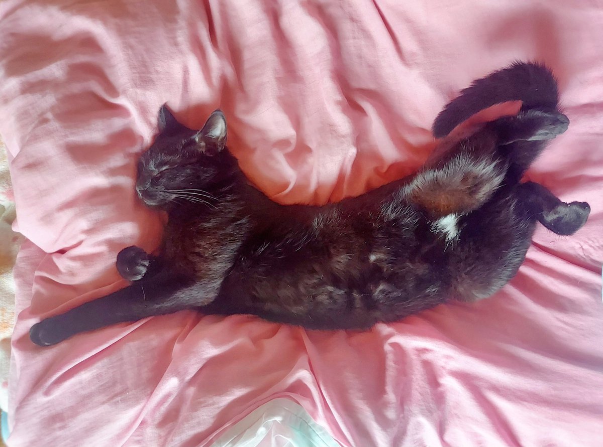 Non_Komachi's tweet photo. 黒猫さん🐈‍⬛
家族になって半年が経ちました。
先住猫さんがよく面倒を見てくれたおかげです🐱 まだ1才未満らしいので、これからもっとヤンチャになるでしょう😅 https://t.co/HiDecU0LFi
