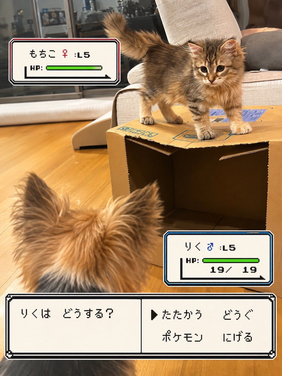 chey_mory's tweet photo. いけ、りくちゅー https://t.co/4j7Md5iTcp