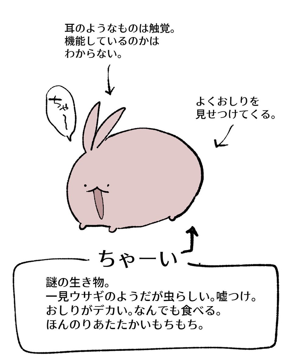 ttt__g_m's tweet photo. ちゃーいはウサギさんってよく言われるけど、ウサギではなく『虫(多分)』
耳のようなものは触覚　おしりはおしり https://t.co/k4VbyhB2SN