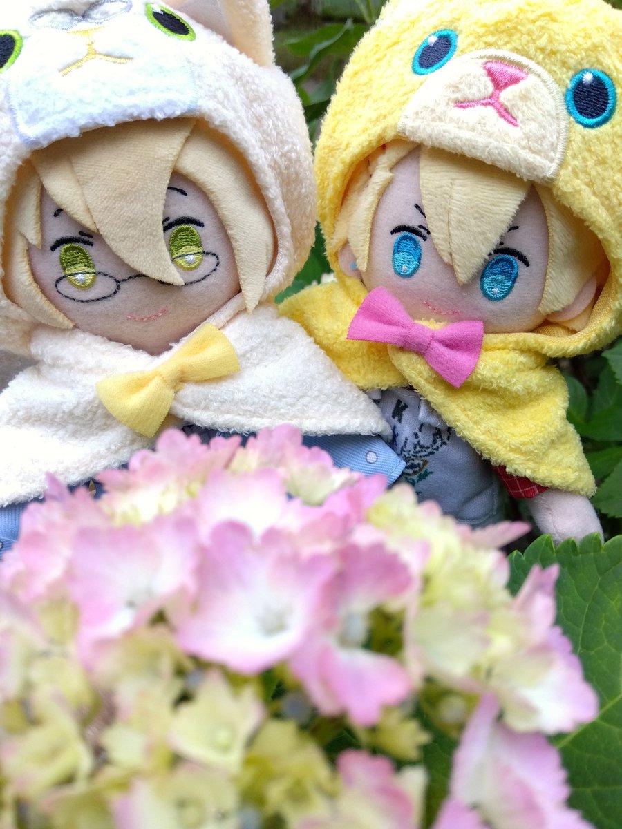 usayunari's tweet photo. 紫陽花さん*✿❀*✿✧*
綺麗な色ですね💛 https://t.co/JZatcXMDIg
