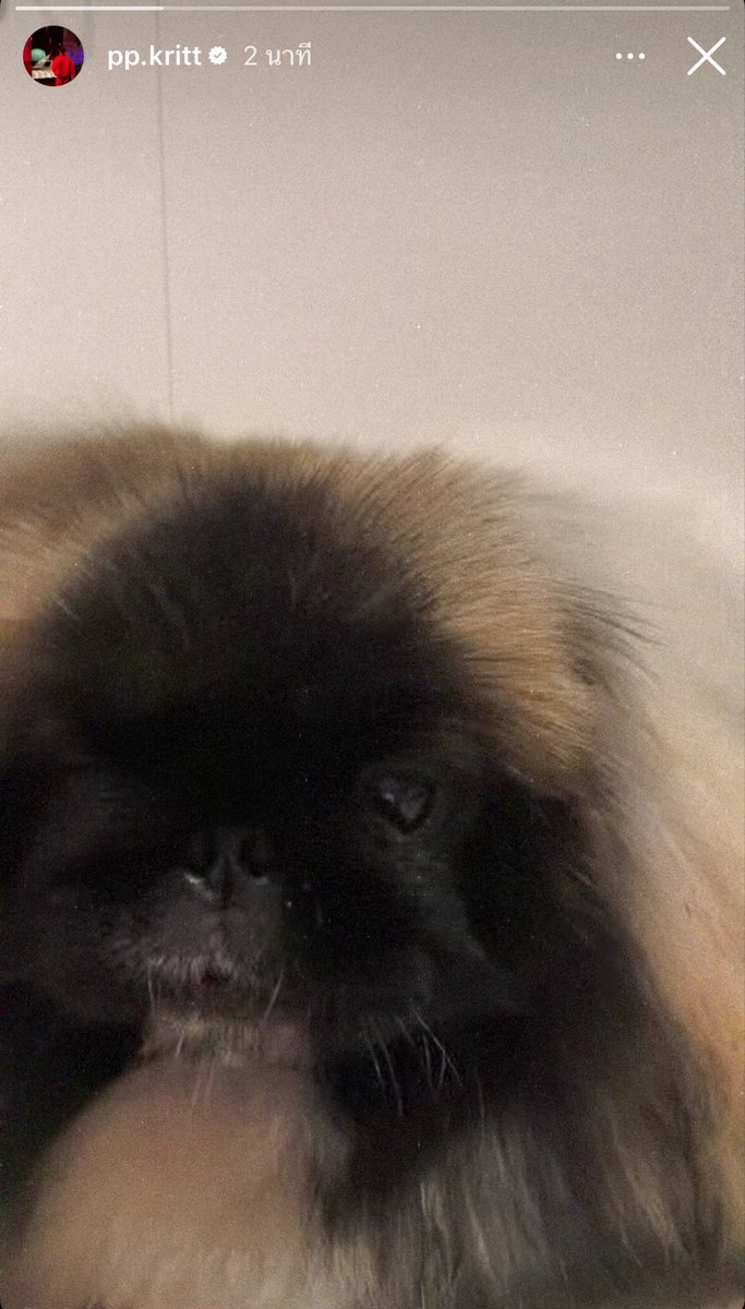 ppkritt_fc's tweet photo. PP KRIT’s Instagram Stories Update 🤍 
Date: 18.06.2026 

น้องพีพีพาตุวจิ๋วมาทักทาย 🐶

#PPKritt #พีพีกฤษฏ์  
#PPKritEntertainment 
#LovelyPP https://t.co/5cPSQ5Be7w