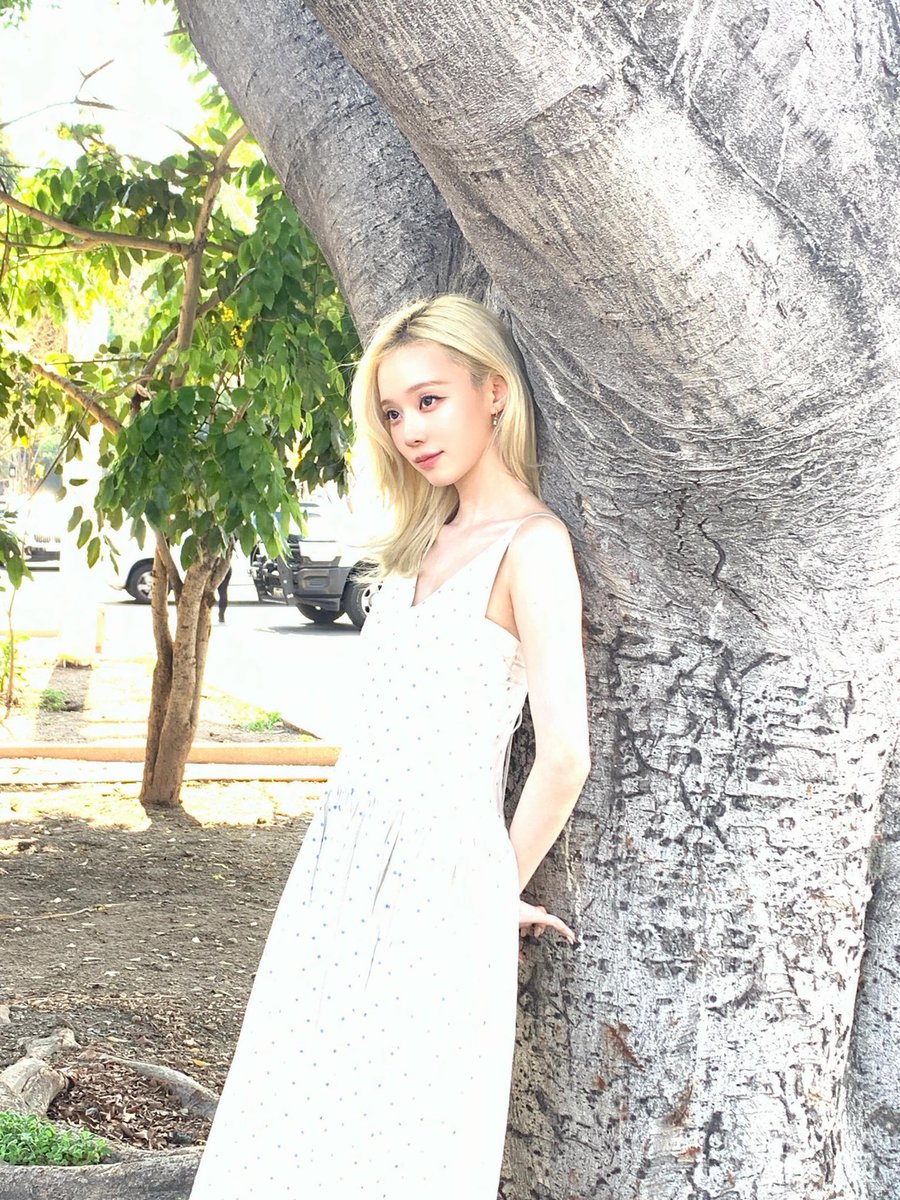 warble__one's tweet photo. 𝘵͟𝘢͟𝘨 · (1) a floral affair with the sun, (2) remarks on a fragrant summer. 𑁍 … “expecting sunshine and left carrying armfuls of blossoms.” blurb-ing at the heaven-scented tree, i was.  ˖˙𖤝 𖡼 https://t.co/qAe5VVMAPX