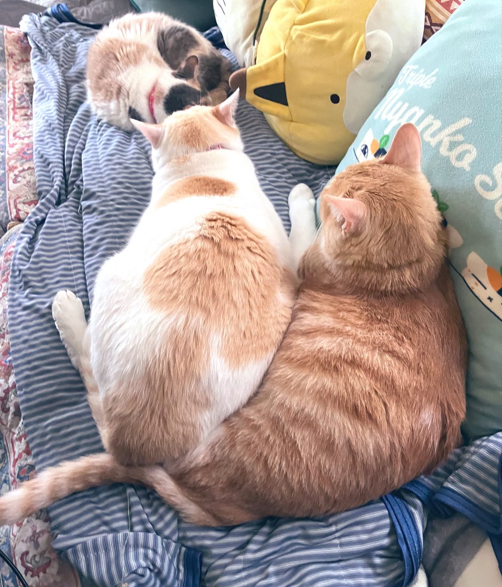 hotatetate_'s tweet photo. ほたて
乗っかってるの？？可愛い https://t.co/5TYaZn1CpB