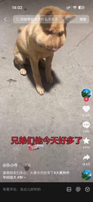 Reportadoo's tweet photo. this dog is going crazy viral on Chinese TikTok, and it looks exactly like a Chud dog.

The dog was bitten by a snakes, and got mega swollen, hopefully the dog is okay.
https://t.co/RoU4wJLza6 https://t.co/hK4RU7f5Sv