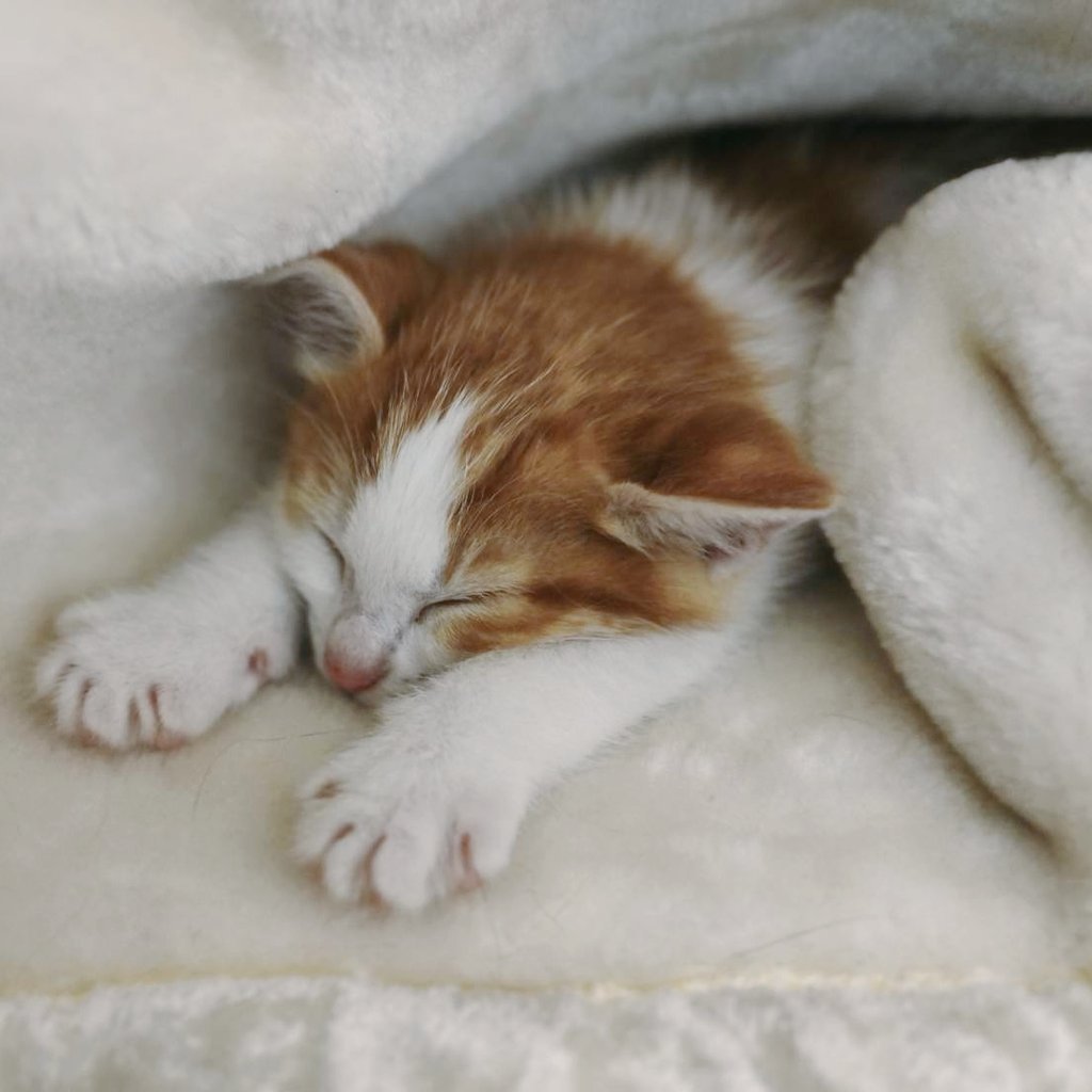 shizuyo55's tweet photo. ホテル敷地にあった大型タンクから
助けられた赤ちゃん猫♡♡

助けてくれた外国人の方にお礼に行くと明日京都に行ってからオランダに帰る予定と伺いました。
お礼を渡せて本当に良かった♡

ホテルにもお詫びに行きました😹💦

お礼やお詫びはこんな仕事をしていると大事だと考えています。

うちが甘えていたら…だらしが無い、だから猫ボランティアは…って全体が言われてしまいます。

外の猫に敵意がいかないように…

餌やりさんにも苦情が少なくなるように…

みんなが協力してくれる事は理想

理想通りにいかなくても犬猫の為には頭を下げる事も時には大切かと思います✨
 #みらい動物病院  #みらい保護ハウス