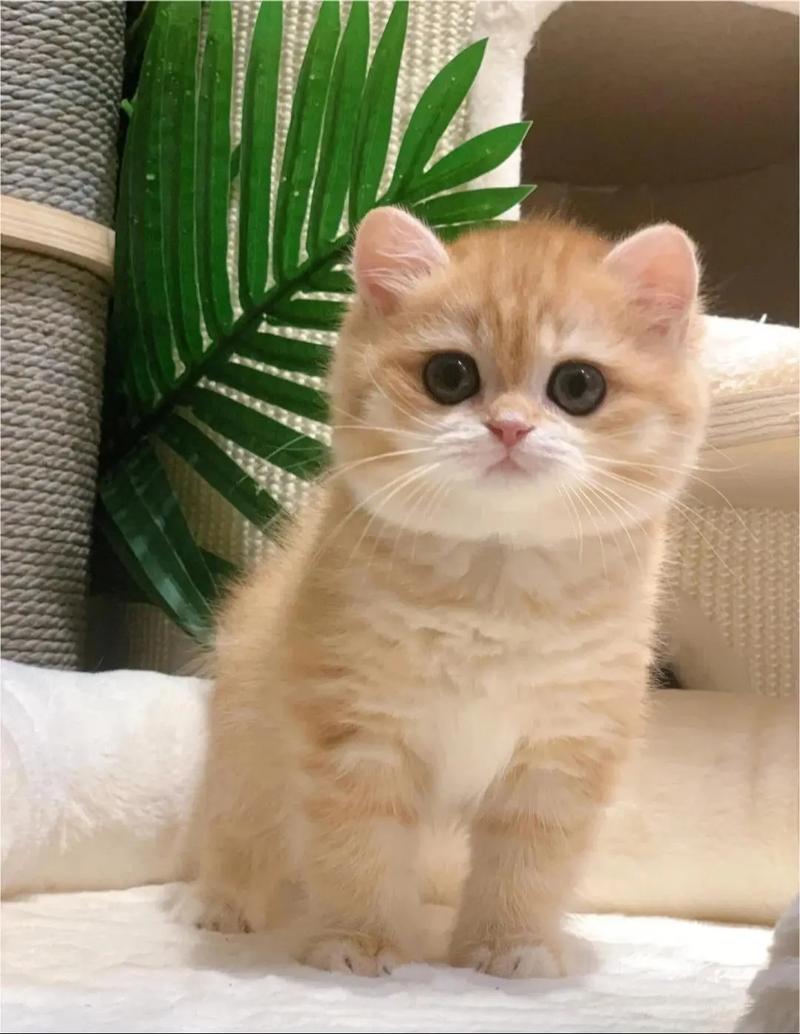 panosrgs's tweet photo. [My fluffy kitten turned 3 months old today—watching her chase laser pointers and nap in my hoodie makes every day sweeter  #PetGrowthJourney]， https://t.co/QTquoxPdx7