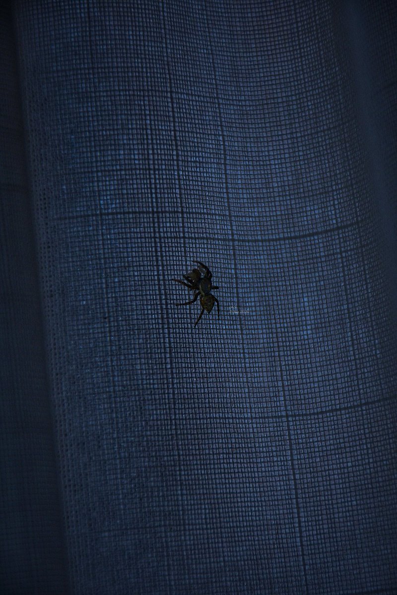 A_Sapphireh's tweet photo. #spider #inblue
C'è un piccolo artista
tra le pieghe di una tenda
color notturno;
un brivido ti scuoterebbe
se il tuo cuore non ricordasse
che altro non è,
un timido e paziente tessitore
intento a cercare un luogo
dove cucire 
perfette geometrie di seta

✒️📸Aura S. https://t.co/C5aMgmX8Xs