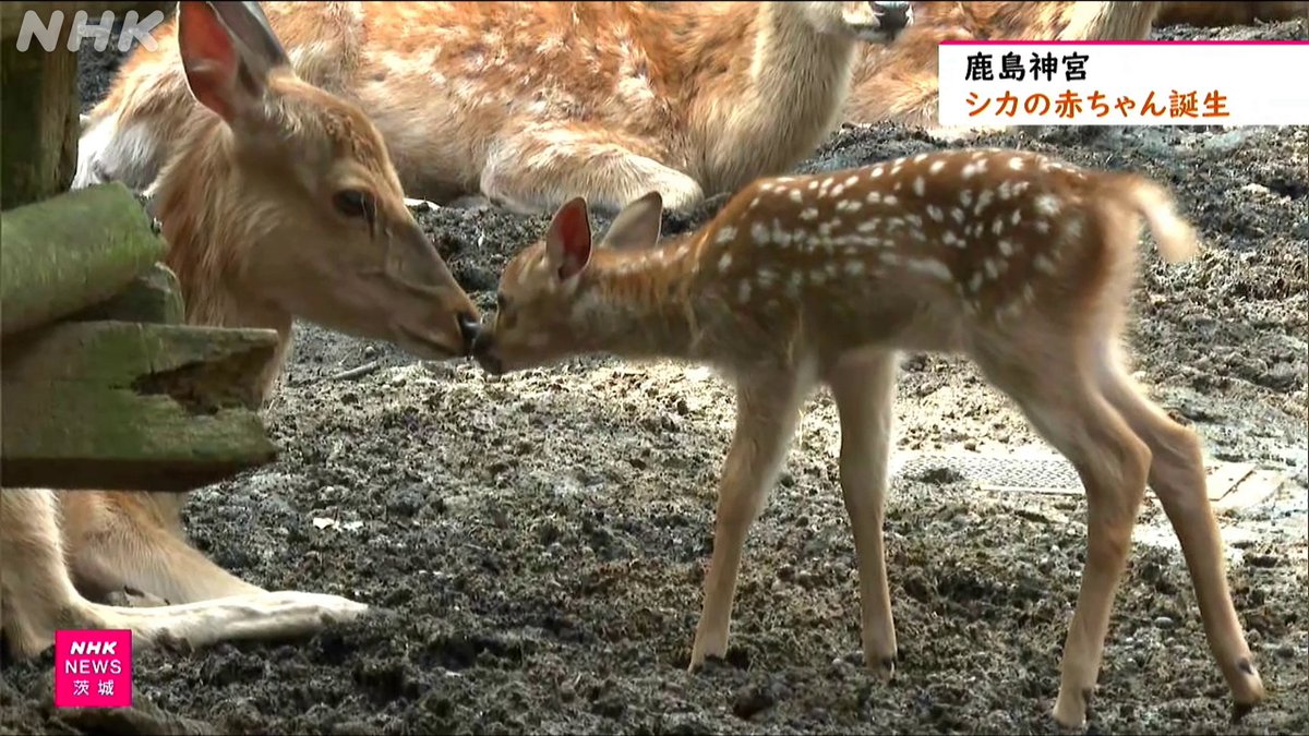 nhk_mito's tweet photo. 鹿島神宮で神の使いとされるシカの赤ちゃん誕生 茨城 鹿嶋
https://t.co/L1K0f4WTTQ https://t.co/MHki1CriX8