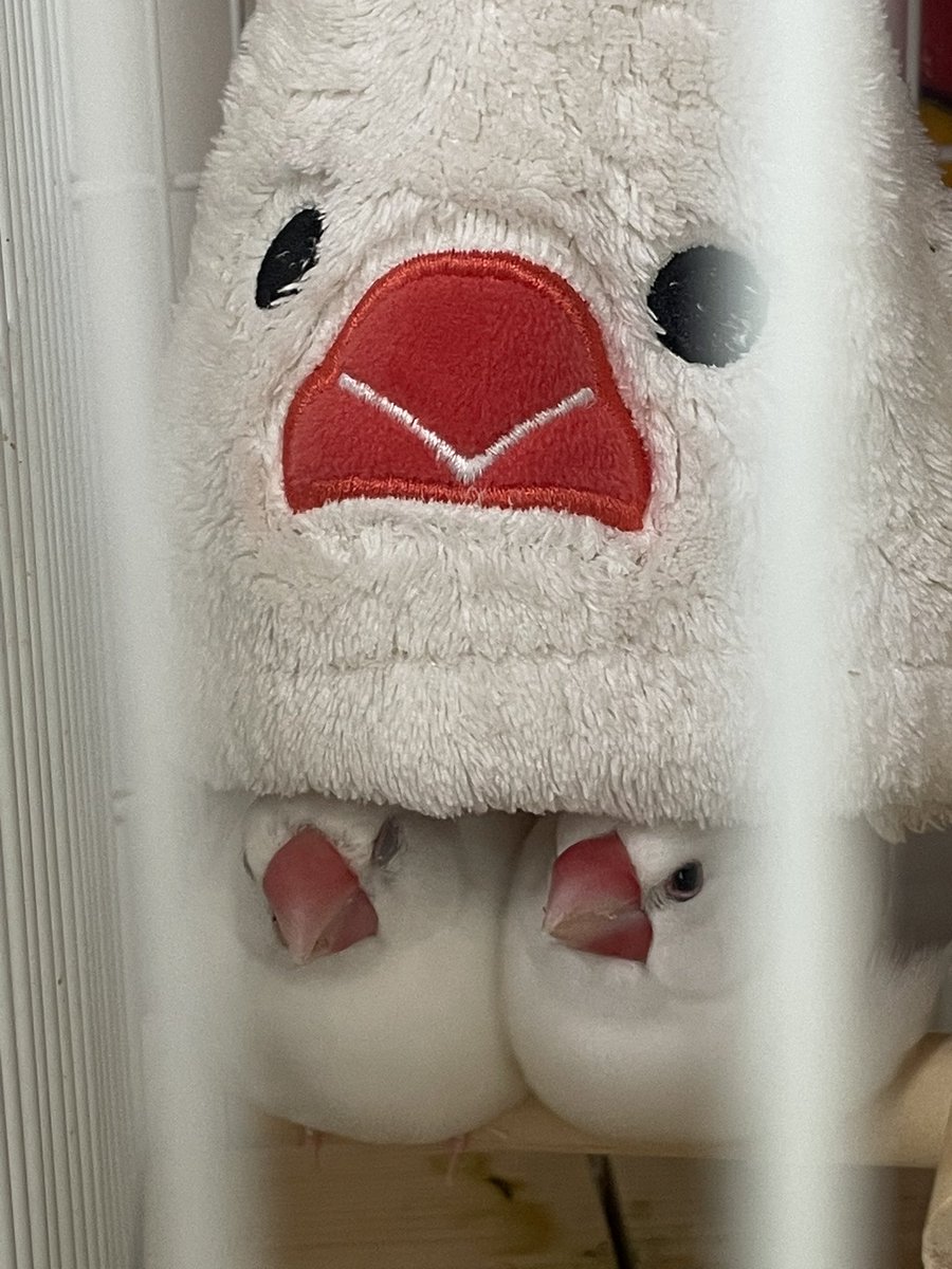 yoncha1107's tweet photo. お昼寝🐥🐥💤 https://t.co/AY7hpseVvC
