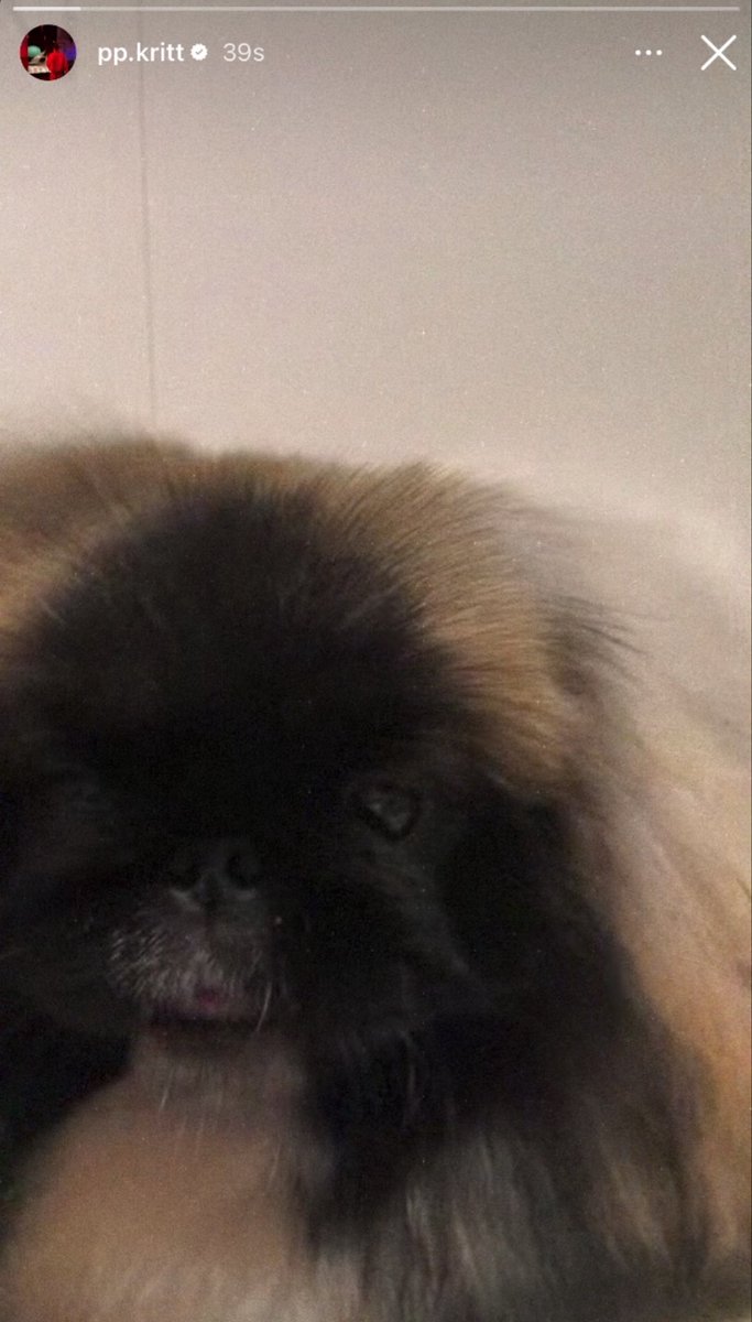 _muffinp's tweet photo. ด่ะด๊าเค้ามาอวดลูกเค้าลงสตอรี่คับ 😭😭😭😭😭😭😭 คลิป1วิ หนูช่าสะยัดอุ้ดหนีจุ้ดๆ🤏🏻

#คุณหนูหนอนบุ้งซาช่ารูบี้ #ppkritt https://t.co/nVrQoadWfm
