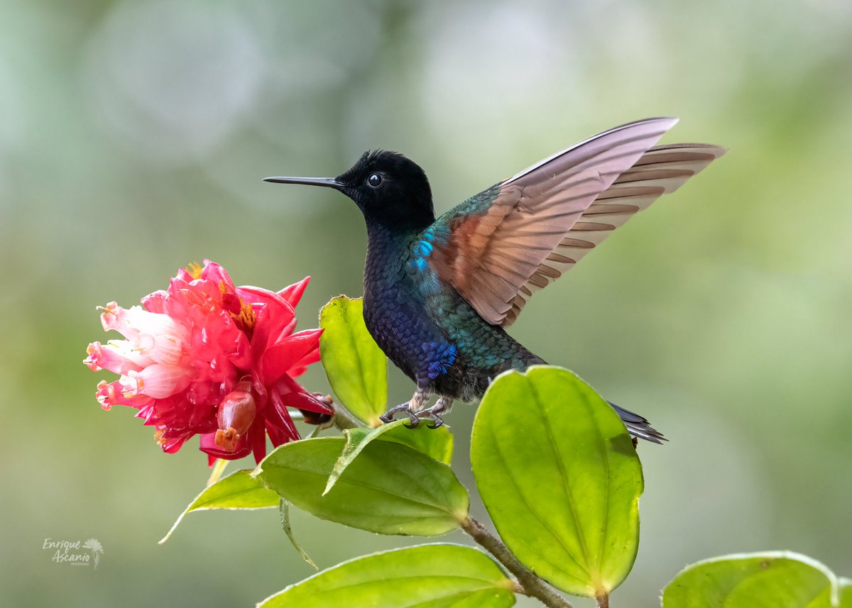 culthummingbird's tweet photo. https://t.co/pFmvbzYPAM