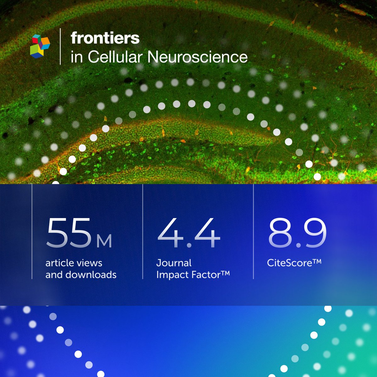 FrontNeurosci's tweet photo. Publishing openly helps research be seen, shared, and built on.

The latest metrics for Frontiers in Cellular Neuroscience are here: a Journal Impact Factor of 4.4 and a CiteScore of 8.9.

Explore the community behind this journal ⬇️

#QualityChampions