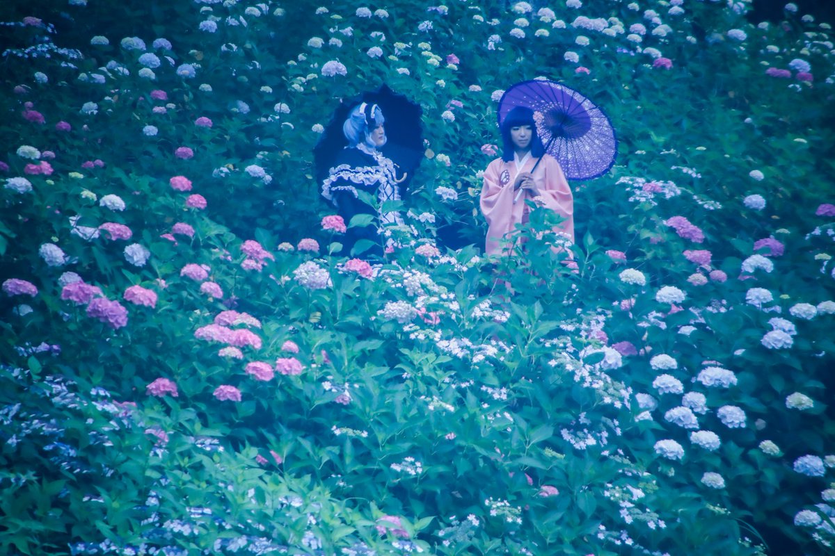 Ns4Y98216's tweet photo. ⚠️cos　撮影許可済
🪻☂️👘🪻
☂️うみこすさん@umiiiiicos 
📸どもぽすさん @NUMANUN_camera https://t.co/PWTmbI6mg4
