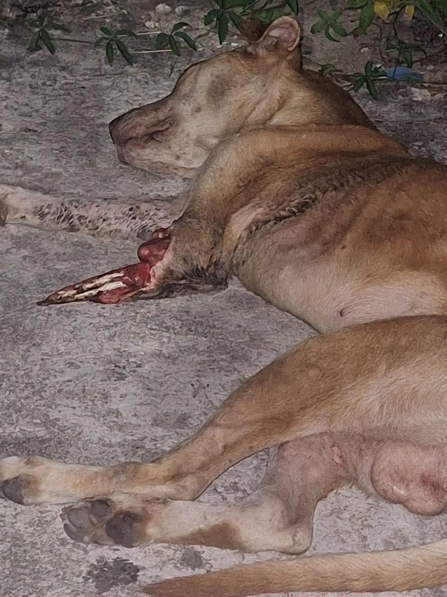 LicAnimalista's tweet photo. Lamentable que @Gob_Guerrero  sea uno de los lugares con más indiferencia al maltrato animal, por eso no extraña la violencia que se genera entre humano ahí, muy en particular en @AcapulcoGob . Ojalá esta inocente pueda sobrevivir. https://t.co/RvtXJVQiuY