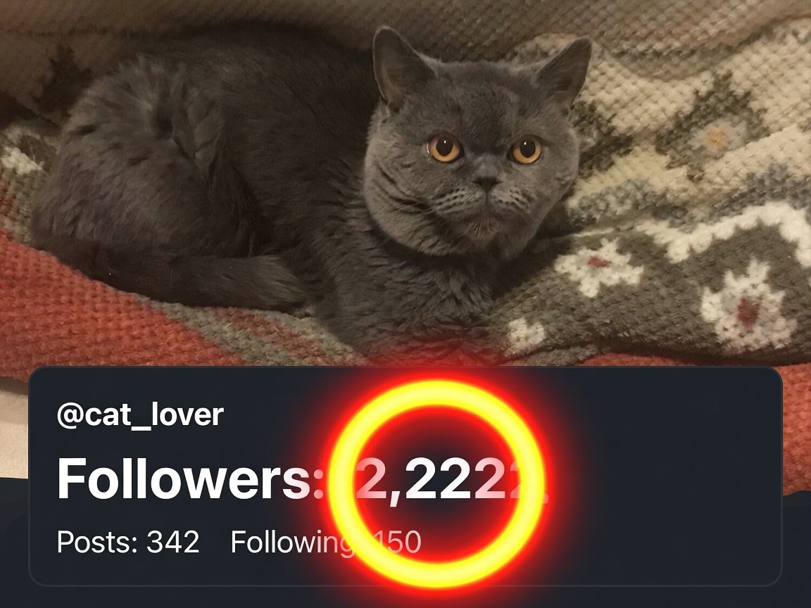 65daj7's tweet photo. 🌙 やった〜‼️ フォロワーさんが2222人に到達しました✨

猫アカウントとして最高に嬉しい瞬間です😭
2222という数字、皆様のおかげで達成できました！
本当にありがとうございます❣️

バイトの合間に偶然スクショできました😂

猫好きに悪人無し❤️
ゴロー「猫」

ラッキーマンデー✌️

#ブリティッシュショートヘア #猫のいる暮らし #ゴロー #癒し #猫好きさんと繋がりたい