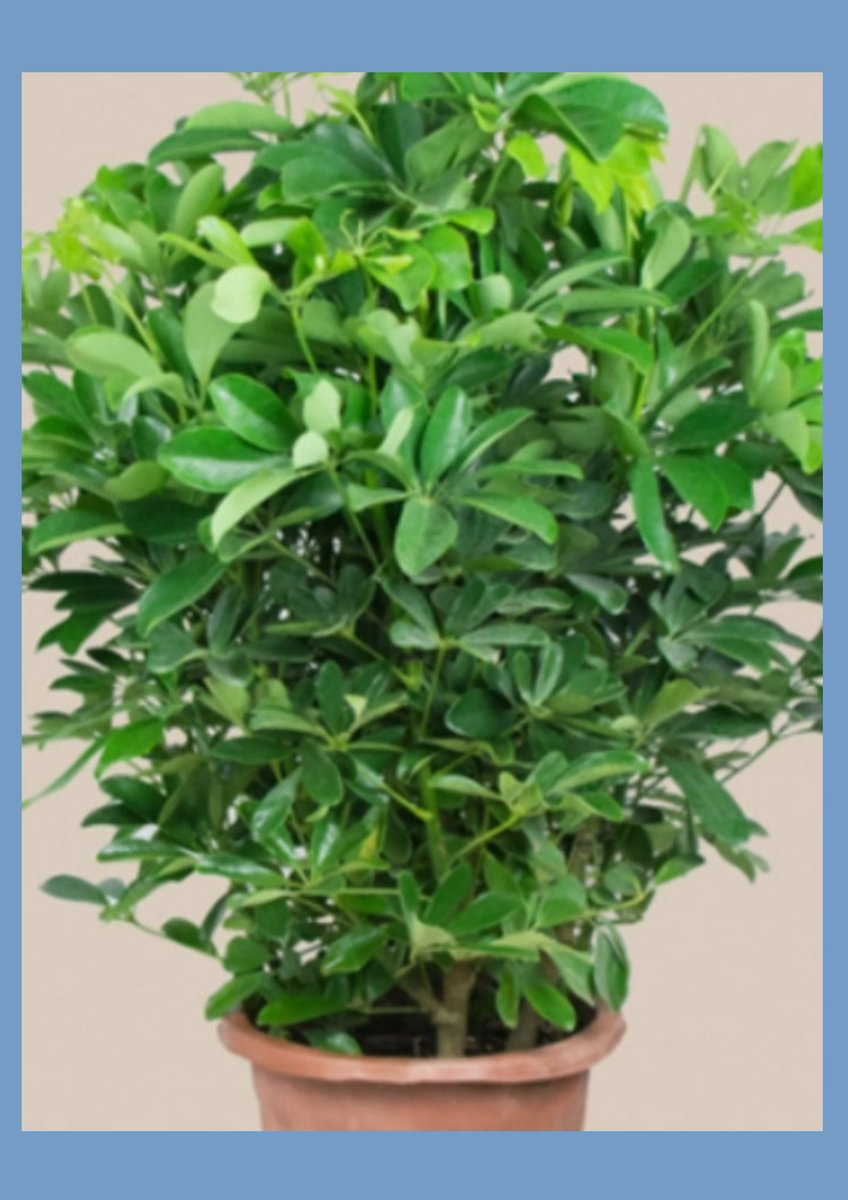 venktlaxmikumar's tweet photo. Spring is here! Water your succulents only when soil is fully dry – overwatering is the #1 killer for these low-maintenance plants. Keep them in bright indirect light and enjoy your lush green touch! https://t.co/NVw0oy9aq8