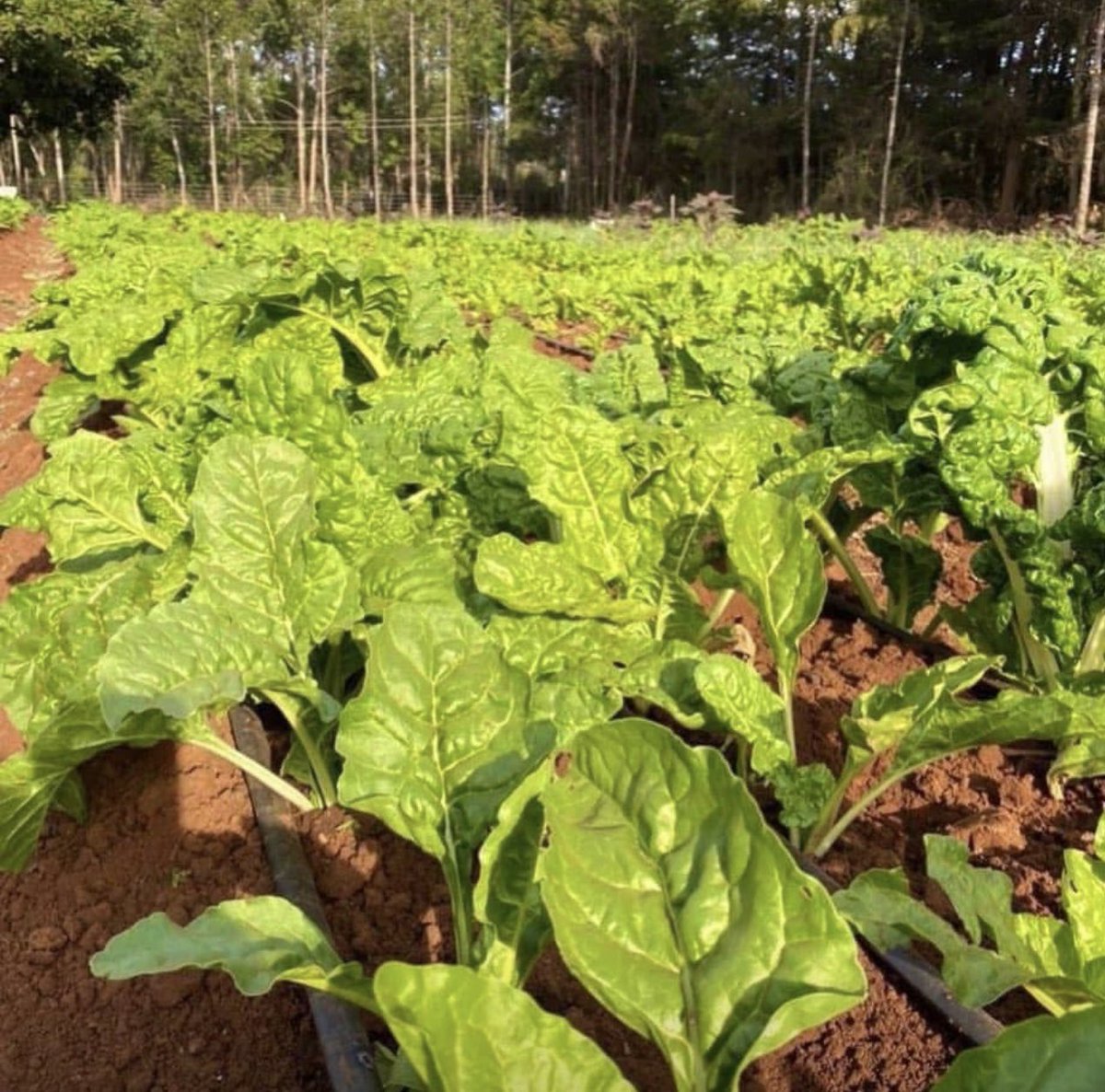 CalebKaruga's tweet photo. You see the way your DM is empty, nobody is hitting on you? 🥹
Good. The goal is to always ensure that your farm is kept weed-free. 

Weeds of all types compete for nutrients, water &amp; sunlight with the main crops. 
PS: Correlation does not imply causation…🤭
#UkulimaSioUshamba https://t.co/QN5IBz6jLF