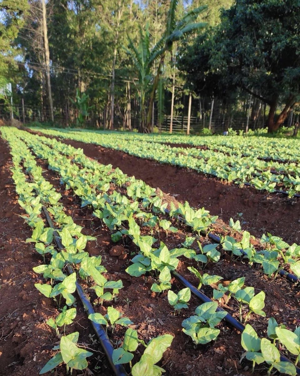 CalebKaruga's tweet photo. You see the way your DM is empty, nobody is hitting on you? 🥹
Good. The goal is to always ensure that your farm is kept weed-free. 

Weeds of all types compete for nutrients, water &amp; sunlight with the main crops. 
PS: Correlation does not imply causation…🤭
#UkulimaSioUshamba https://t.co/QN5IBz6jLF