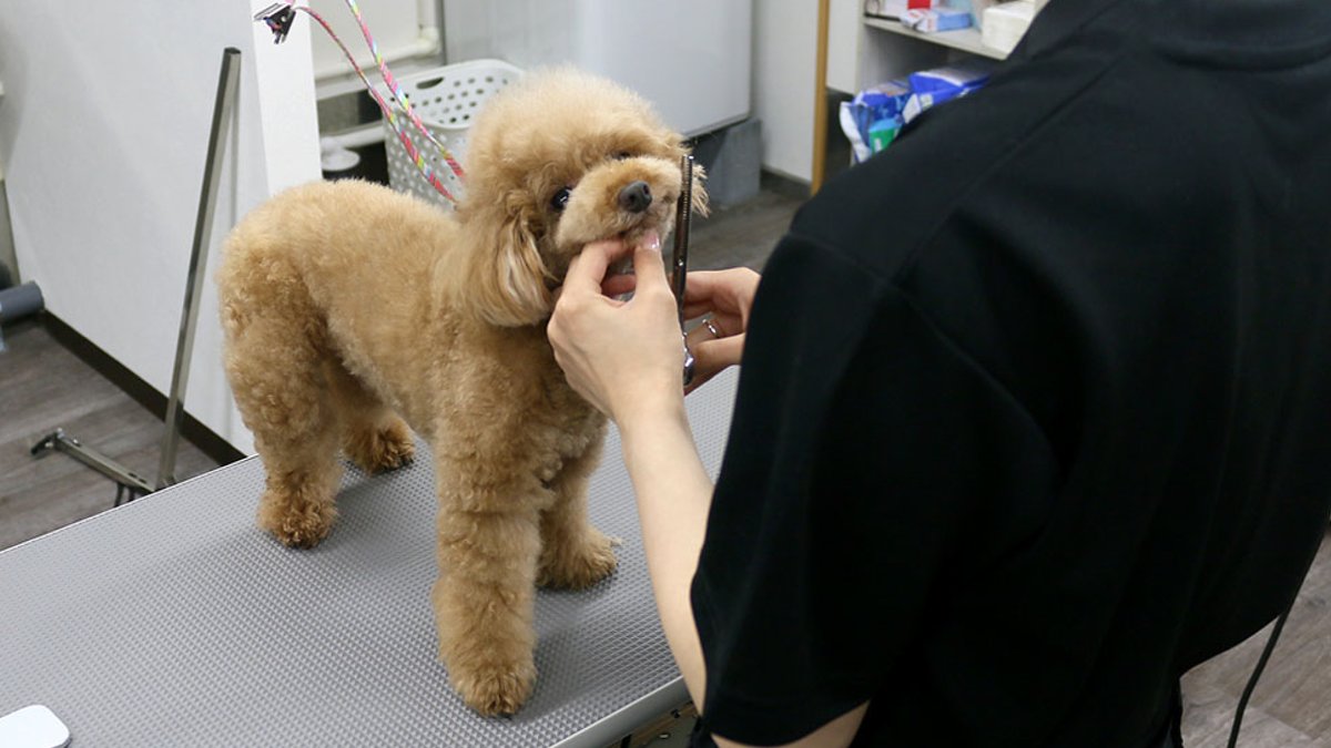 jcvfan's tweet photo. 『獣医師提携トリミングサロン「Dog Salon POM（ポム）」上越市南城町にオープン』
https://t.co/3RUd9mFDTu

上越市南城町1丁目に、獣医師と提携し、美容と医療の両方を兼ね備えた犬のトリミングサロン「Dog Salon POM（ポム）」が今月...
#上越 #トリミングサロン #DogsalonPOM #ドッグサロン https://t.co/lnDbhxiu1I