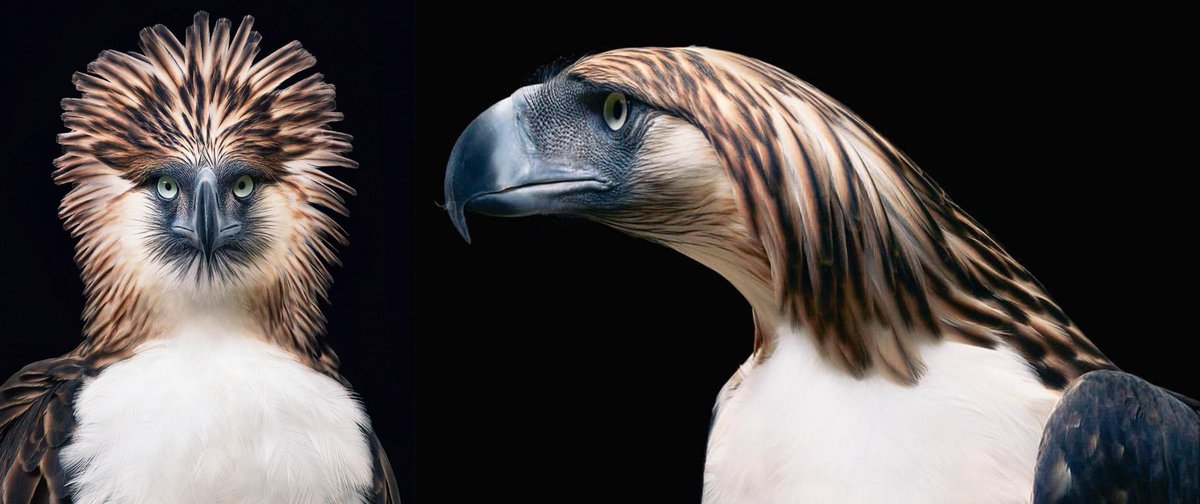 CjGoldz's tweet photo. @MENKAICHO I think it references the Philippine eagle and how it's feather behave https://t.co/YlsZXbaQND