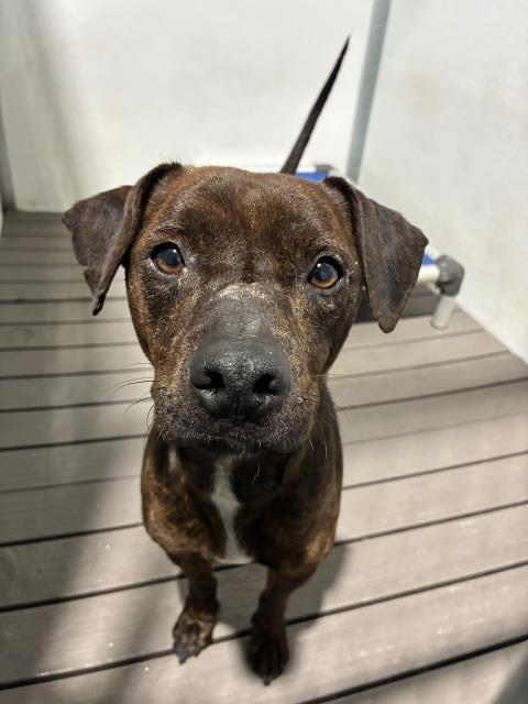 8415_n's tweet photo. LUXURY #A844769
2yo.#pitbull #pit
Sweet boy, like all the pups came in healthy & got sick at filthy #Devore. Lawsuit in progress btw.
Easily treatable doggy cold, but it's enough to label him #urgent & put him on their dreaded list.
His eyes pleading for help.
#adopt #foster https://t.co/vYs9C6ZrlD