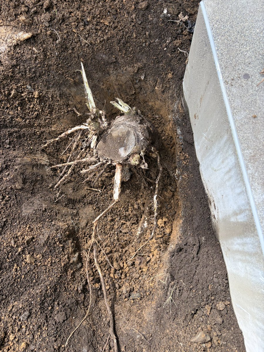rita_kua's tweet photo. 5月から住んでる中古物件で木が生えてたんだけど、、家の下に根がはってる感じでこれって自費でなんとかするものなのかな。。。 https://t.co/N2Sy1lbhq7