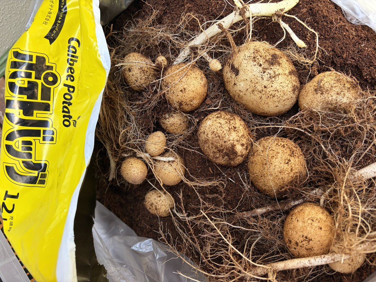 dcm_official_jp's tweet photo. じゃがいも収穫しました🥔

総収穫量は362gで最大は99gでした！

栽培期間も収穫もずっとワクワクして楽しかったです！
#ポテトバッグ甲子園2026 https://t.co/OOCnTStiSS
