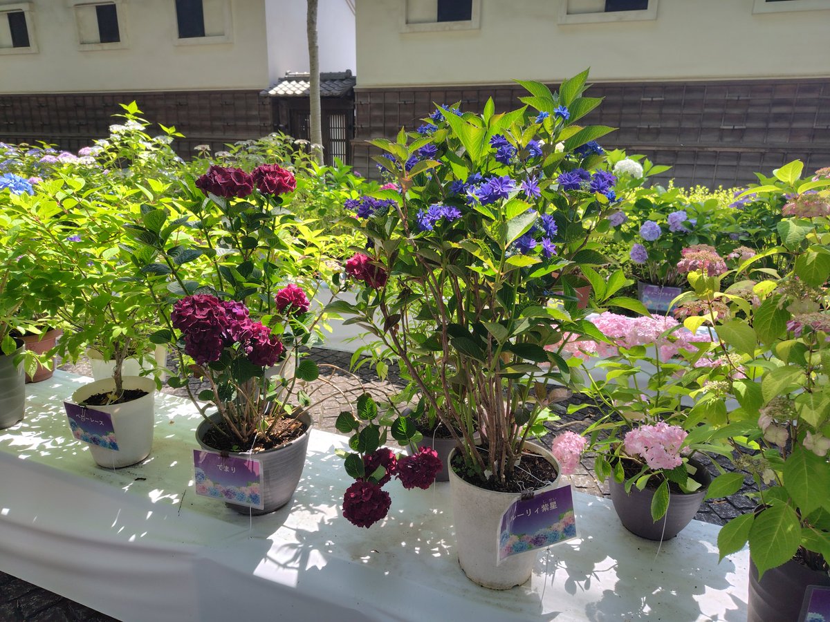 violasann's tweet photo. 府中郷土の森は紫陽花が綺麗だが、珍しい種類は高幡不動の方が多かったし、交通の便が良くないのが残念。近くの青木屋のアウトレットは早く行かないと売り切れる❗️武蔵野日誌とどら焼きの皮購入。家を出てからJR駅迄待ち伏せ複数❗️Bosnia  CANQAT  
#ロマンスの日 #風薫る #映画初出演 #江國香織 https://t.co/6RLBs28m3t