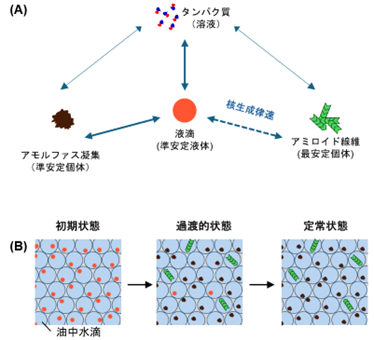 qih_apprentice's tweet photo. #QIH New Topics　Eng. https://t.co/kiDY0S1b9G 日 https://t.co/oUV4hWG8De
The fate of protein droplets is determined by size – Discovery of a new competitive process influencing amyloid formation using microfabrication technology –(in Japanese) AIST G-QuAT https://t.co/5H9GbuApfD