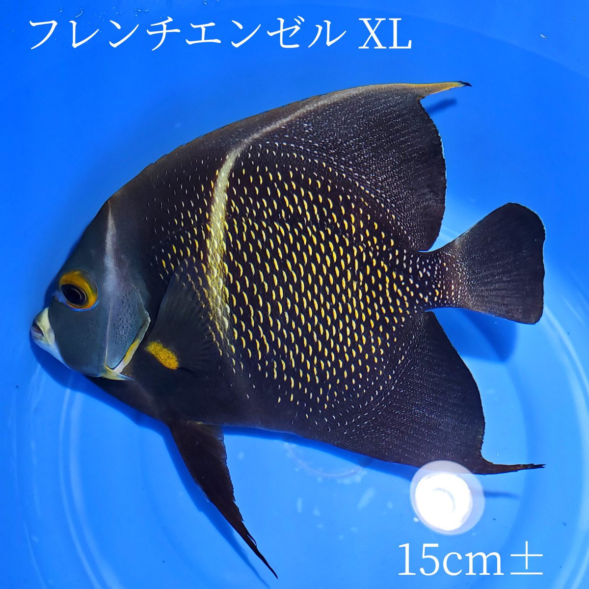 irucorals's tweet photo. でっかい、、、。笑
強そうと思いきや超超穏やかメロい
👇
https://t.co/fHY74ZYxQ1 https://t.co/3YftnnfB3x