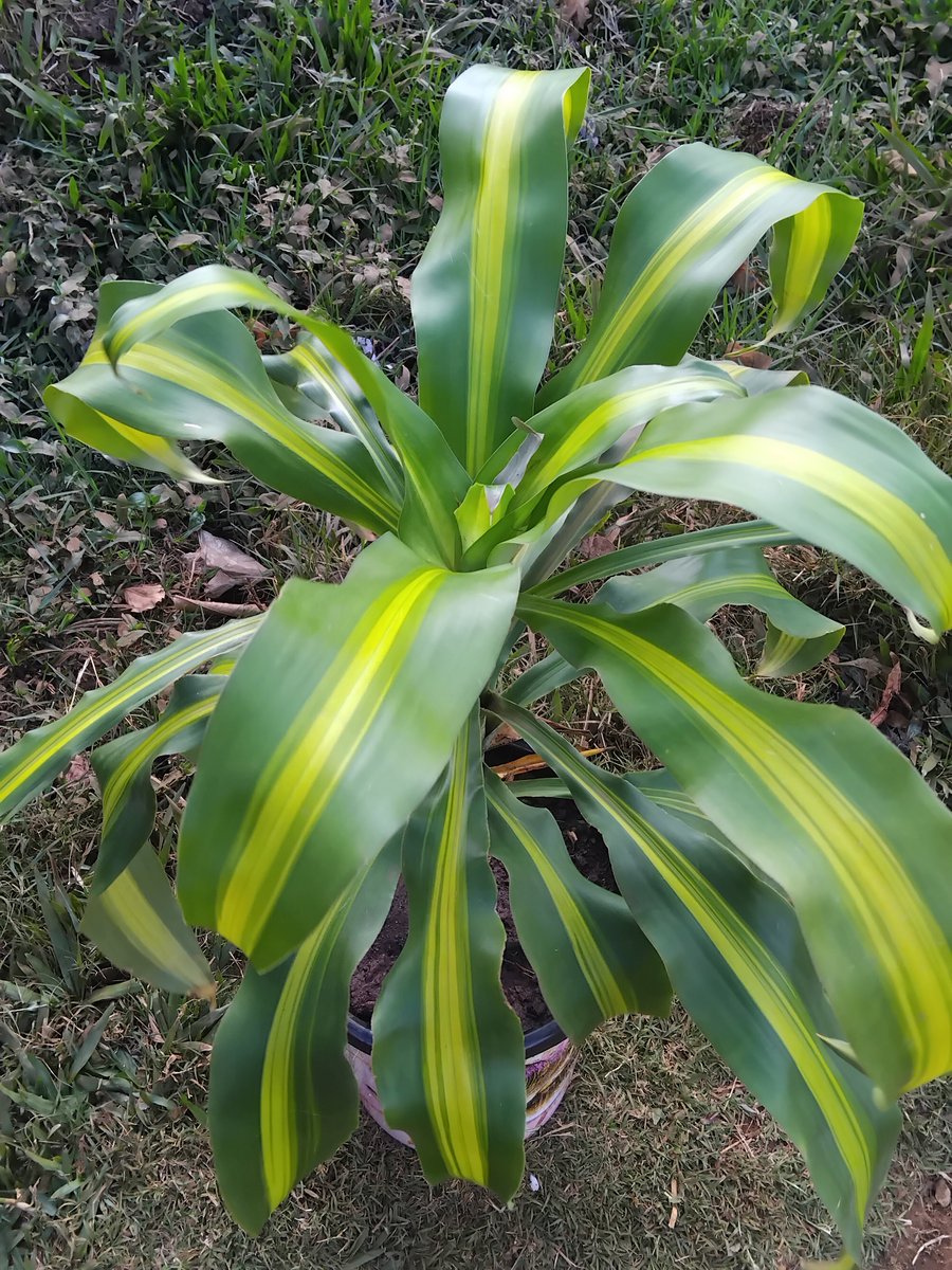 everythngplants's tweet photo. Did you know? 😃

The Draceana translates to Female Dragon? 😊

Happy Thursday ✨️ 🪴 https://t.co/A0jLYJifKx