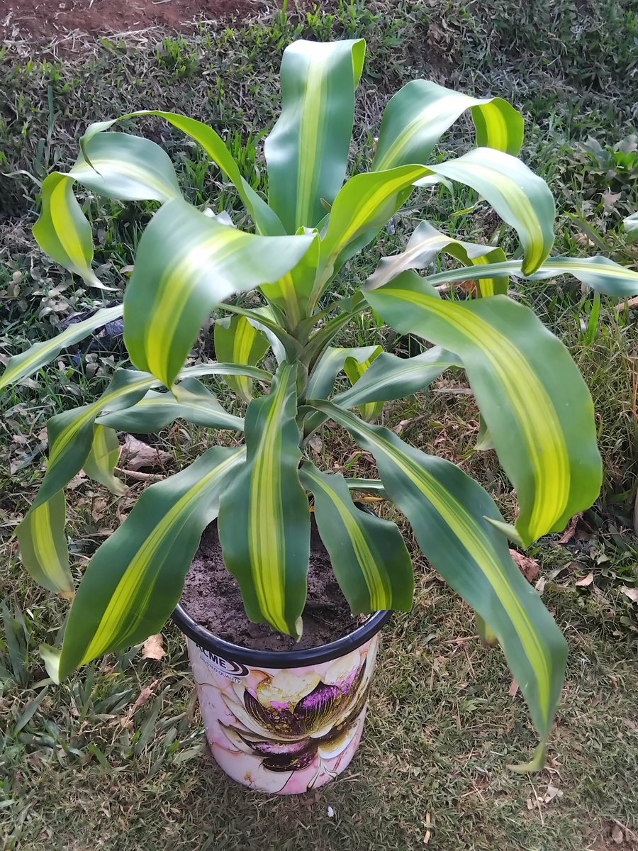 everythngplants's tweet photo. Did you know? 😃

The Draceana translates to Female Dragon? 😊

Happy Thursday ✨️ 🪴 https://t.co/A0jLYJifKx