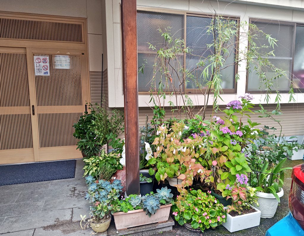 yakitoriseto's tweet photo. 玄関の緑が本当に新緑！といった瑞々しさです。
女将お手製のプチガーデンといったところ。最近頂き物(年始)の松に「根が生えた」とかで植え替えして様子見中。
上手くいくといいな～

#焼き鳥世渡 
#今治 https://t.co/pY4YKyrtCF