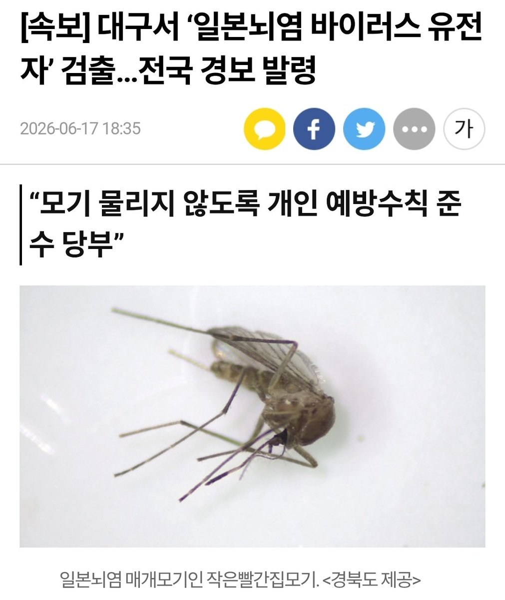 haeesdal's tweet photo. 미쳤다... 티친들 모기 물리지 않게 조심하자
➡️일본뇌염 초기증상은 발열, 두통, 구토 등의 가벼운 증상이 나타난다. 만약 뇌염으로 진행되면 고열, 발 작, 착란, 경련, 마비, 방향 감각 상실 등 증상이 표출 된다. 이 중 20~30%가 사망에 이를 수 있다. 특히 뇌염의 경우 회복돼도 환자의 30~50%는 손상 부 위에 따라 다양한 신경계 합병증을 겪을 수 있다.