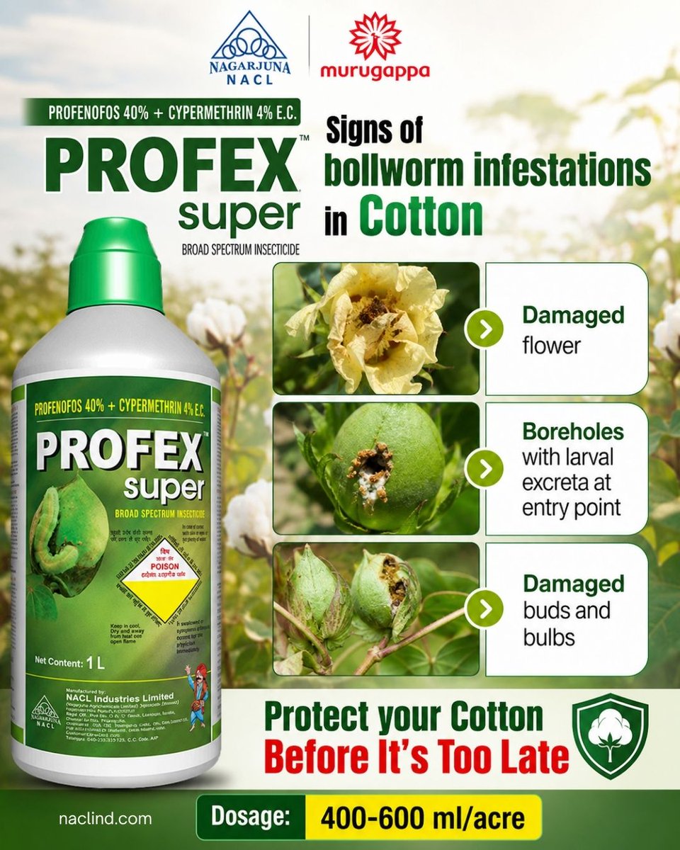 NaclIndLtd's tweet photo. 🎯 Spot bollworm damage early to protect your cotton crop! Watch for damaged flowers, boreholes with larval excreta, and damaged buds or bolls. 🛡️🌾 Use Profex Super for reliable crop protection. #CottonFarming #BollwormControl https://t.co/tDpZPp75bi