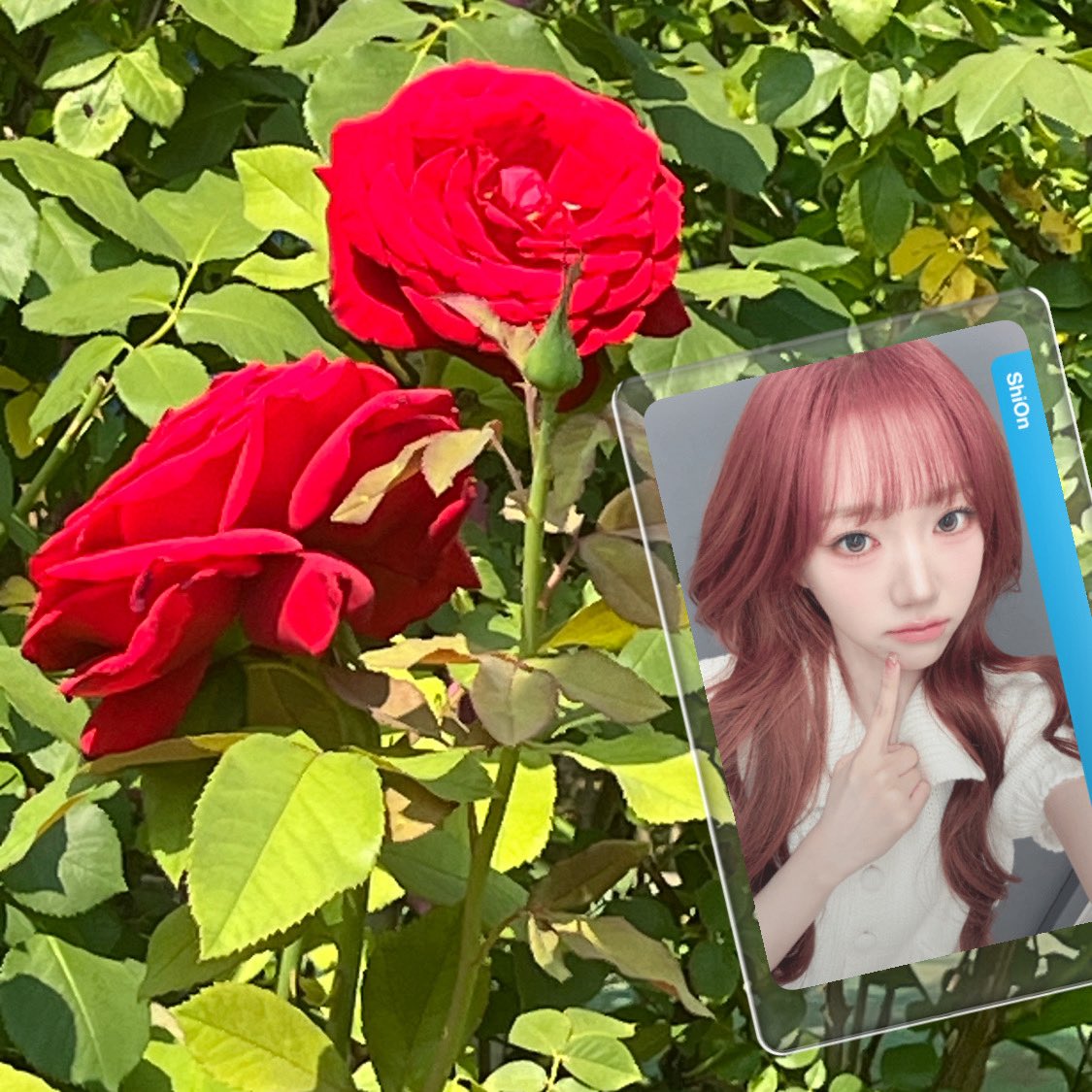 lem___on's tweet photo. 누가 꽃인데 https://t.co/xWjeYwDJmY