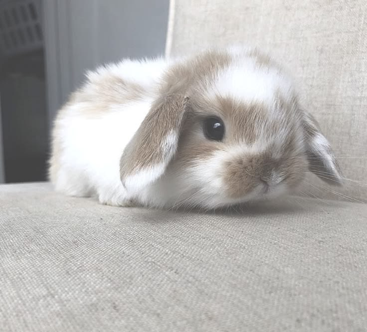 ashyaywoohoo's tweet photo. if i was a bunny i would choose to be a lop eared one so i dont have to listen to all the mean things people say to #me https://t.co/3hx2GvYUad