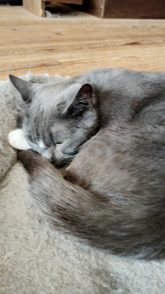 FuG_ff14's tweet photo. 猫ミニオンをリアルで愛でる（猫カフェ） https://t.co/8F5cWhz4C4