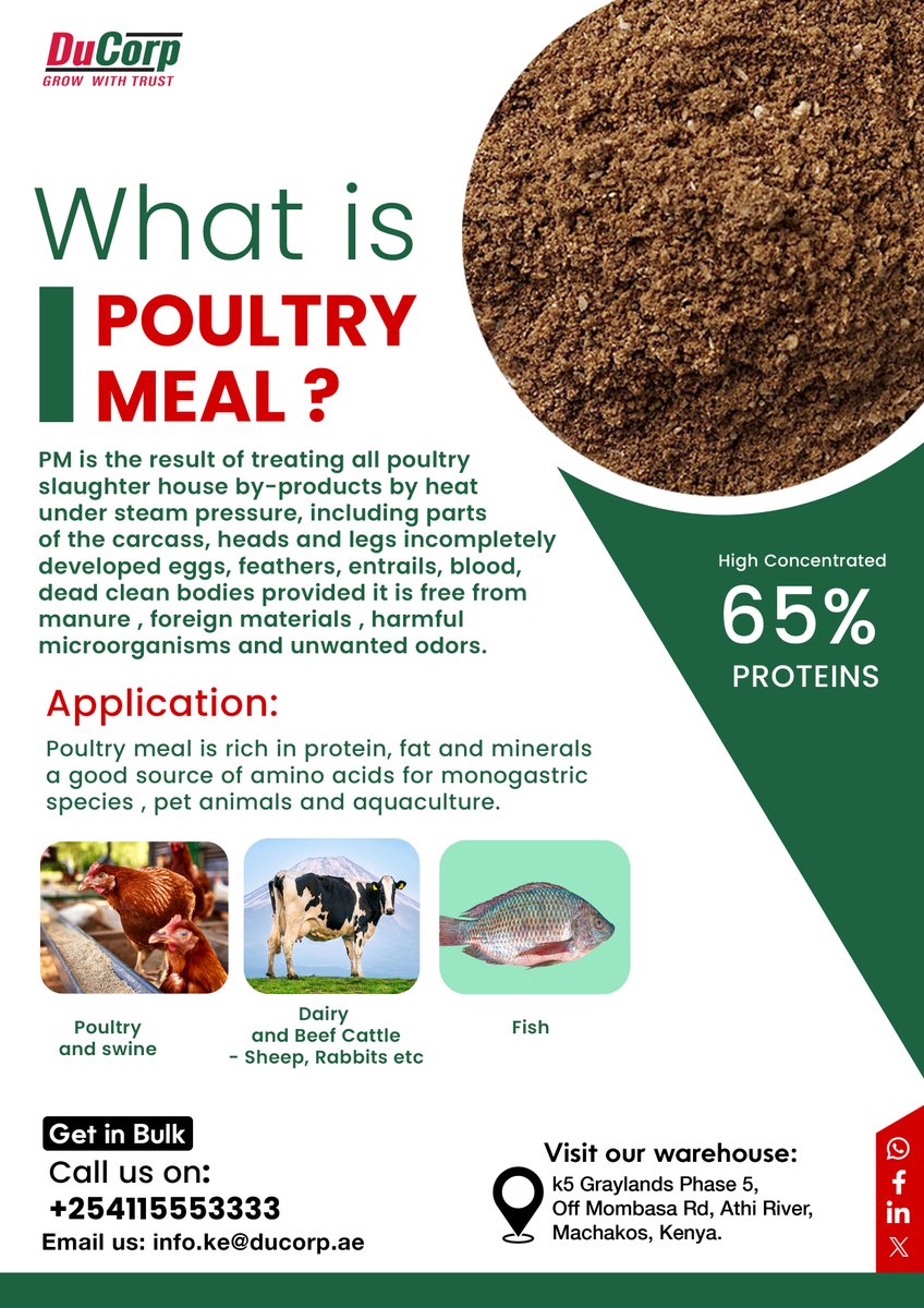 DucorpKE's tweet photo. What is Poultry Meal? 🤔
DuCorp's PM is 65% concentrated protein! 
Fuels superior growth for poultry, fish, cattle &amp; more. 🐔🐟🐄Clean, safe, effective.
Get in Bulk!📞 Call: +254115553333 
#DuCorpKE #PoultryFeed #AquaFeed #Livestock #Ronaldo https://t.co/qoyuDN9Dia